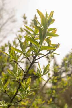 Zürih, İsviçre, 30 Mart 2024 Mespilus Germanica veya botanik bahçesindeki sıradan bir bitki.