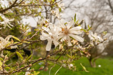 Zürih, İsviçre, 30 Mart 2024 Magnolia Stellata veya botanik bahçesindeki yıldız manolya bitkisi