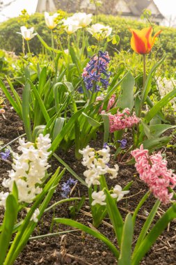 Zürih, İsviçre, 30 Mart 2024 Botanik Bahçesinde güzel çiçekler