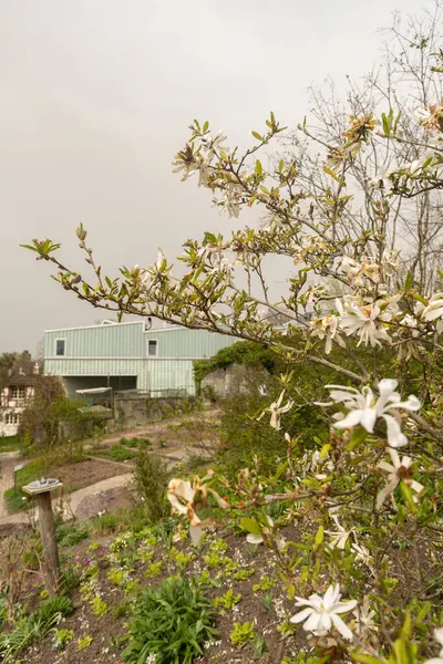 2024年3月30日 瑞士苏黎世植物园的木兰花或星形木兰花 图库图片