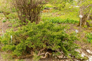 Saint Gallen, İsviçre, 7 Nisan 2024 Juniperus Sabina veya botanik bahçesindeki savin ardıç bitkisi