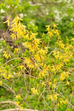 Saint Gallen, İsviçre, 7 Nisan 2024 Forsythia Europaea veya botanik bahçesindeki Albanian forsythia bitkisi