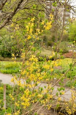 Saint Gallen, İsviçre, 7 Nisan 2024 Forsythia Europaea veya botanik bahçesindeki Albanian forsythia bitkisi