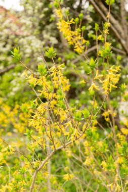 Saint Gallen, İsviçre, 7 Nisan 2024 Forsythia Europaea veya botanik bahçesindeki Albanian forsythia bitkisi