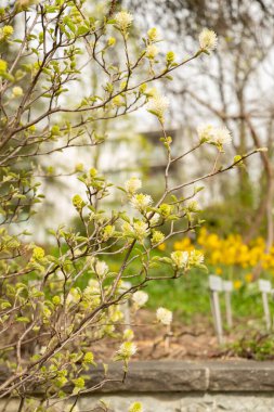 Saint Gallen, İsviçre, 7 Nisan 2024 Fothergilla Gardenii veya botanik bahçesindeki cadı gülü fabrikası