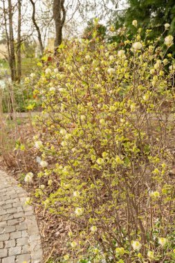 Saint Gallen, İsviçre, 7 Nisan 2024 Fothergilla Gardenii veya botanik bahçesindeki cadı gülü fabrikası