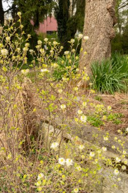 Saint Gallen, İsviçre, 7 Nisan 2024 Fothergilla Gardenii veya botanik bahçesindeki cadı gülü fabrikası