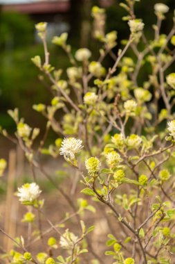 Saint Gallen, İsviçre, 7 Nisan 2024 Fothergilla Gardenii veya botanik bahçesindeki cadı gülü fabrikası
