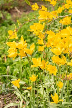 Saint Gallen, İsviçre, 7 Nisan 2024 Tulipa Sylvestris veya botanik bahçesindeki vahşi lale çiçekleri