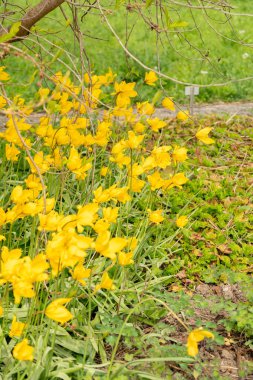 Saint Gallen, İsviçre, 7 Nisan 2024 Tulipa Sylvestris veya botanik bahçesindeki vahşi lale çiçekleri