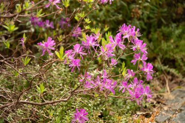 Saint Gallen, İsviçre, 7 Nisan 2024 Rododendron Occidentale veya botanik bahçesindeki batı açelya bitkisi