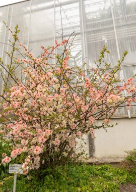 Saint Gallen, İsviçre, 7 Nisan 2024 Chaenomeles Speciosa veya botanik bahçesindeki Çin ayva bitkisi