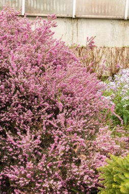 Saint Gallen, İsviçre, 7 Nisan 2024 Erica X Darleyensis veya botanik bahçesindeki Darley Dale fundalığı