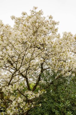 Saint Gallen, İsviçre, 7 Nisan 2024 Prunus Serrulata veya botanik bahçesindeki Japon kirazı Jo-nioi bitkisi