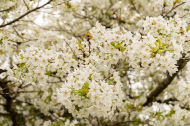 Saint Gallen, İsviçre, 7 Nisan 2024 Prunus Serrulata veya botanik bahçesindeki Japon kirazı Jo-nioi bitkisi