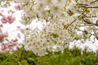 Saint Gallen, İsviçre, 7 Nisan 2024 Prunus Serrulata veya botanik bahçesindeki Japon kirazı Jo-nioi bitkisi