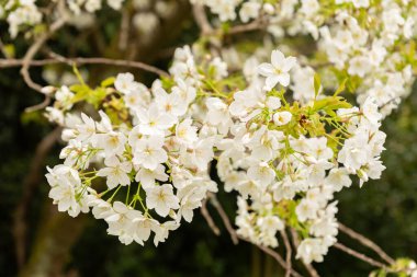 Saint Gallen, İsviçre, 7 Nisan 2024 Prunus Serrulata veya botanik bahçesindeki Japon kirazı Jo-nioi bitkisi