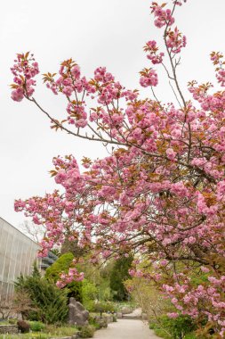 Saint Gallen, İsviçre, 7 Nisan 2024 Prunus Serrulata ya da botanik bahçesindeki Japon kiraz bitkisi