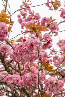 Saint Gallen, İsviçre, 7 Nisan 2024 Prunus Serrulata ya da botanik bahçesindeki Japon kiraz bitkisi