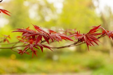 Saint Gallen, İsviçre, 7 Nisan 2024 Acer Palmatum veya botanik bahçesindeki Japon akçaağaç