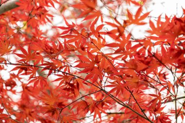Saint Gallen, İsviçre, 7 Nisan 2024 Acer Palmatum veya botanik bahçesindeki Japon akçaağaç