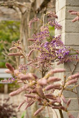 Saint Gallen, İsviçre, 7 Nisan 2024 Wisteria Sinensis veya botanik bahçesindeki Çin salkımı bitkisi