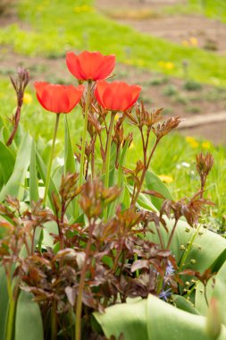 Saint Gallen, İsviçre, 7 Nisan 2024 Paeonia Laktiflora veya yaygın bahçe şakayığı ve botanik bahçesindeki kırmızı lale çiçekleri.