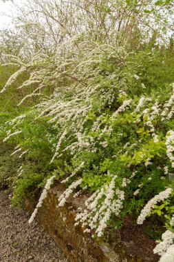 Saint Gallen, İsviçre, 7 Nisan 2024 Spiraea X Cinerea bitkisi botanik bahçesinde