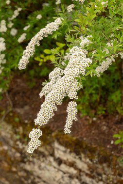 Saint Gallen, İsviçre, 7 Nisan 2024 Spiraea X Cinerea bitkisi botanik bahçesinde