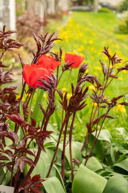 Saint Gallen, İsviçre, 7 Nisan 2024 Paeonia Lactiflora veya botanik bahçesindeki sıradan bahçe şakayığı bitkisi