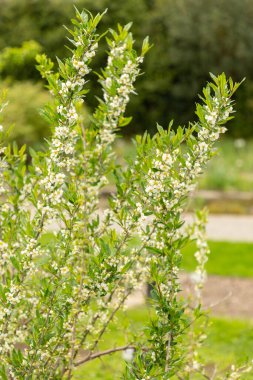 Saint Gallen, İsviçre, 7 Nisan 2024 Botanik Bahçesindeki Prinsepia Uniflora fabrikası
