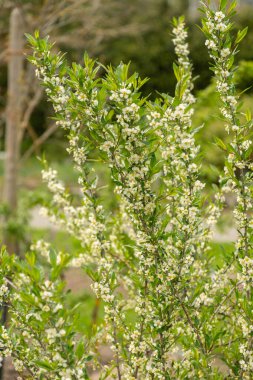 Saint Gallen, İsviçre, 7 Nisan 2024 Botanik Bahçesindeki Prinsepia Uniflora fabrikası