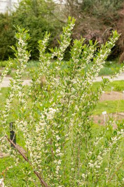Saint Gallen, İsviçre, 7 Nisan 2024 Botanik Bahçesindeki Prinsepia Uniflora fabrikası