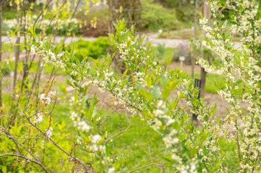 Saint Gallen, İsviçre, 7 Nisan 2024 Botanik Bahçesindeki Prinsepia Uniflora fabrikası