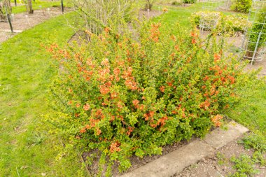 Saint Gallen, İsviçre, 7 Nisan 2024 Chaenomeles Speciosa veya botanik bahçesindeki ayva çiçeği bitkisi