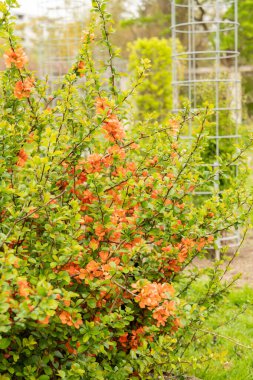 Saint Gallen, İsviçre, 7 Nisan 2024 Chaenomeles Speciosa veya botanik bahçesindeki ayva çiçeği bitkisi