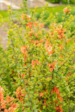 Saint Gallen, İsviçre, 7 Nisan 2024 Chaenomeles Speciosa veya botanik bahçesindeki ayva çiçeği bitkisi