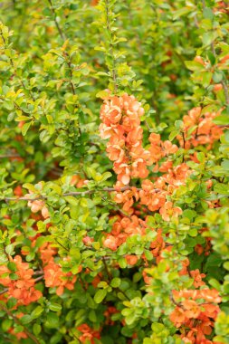 Saint Gallen, İsviçre, 7 Nisan 2024 Chaenomeles Speciosa veya botanik bahçesindeki ayva çiçeği bitkisi