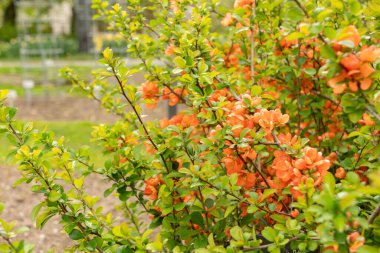 Saint Gallen, İsviçre, 7 Nisan 2024 Chaenomeles Speciosa veya botanik bahçesindeki ayva çiçeği bitkisi