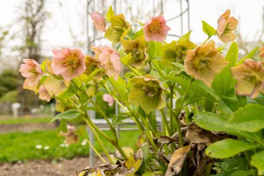 Saint Gallen, İsviçre, 7 Nisan 2024 Helleborus Orientalis veya botanik bahçesindeki gül bitkisi