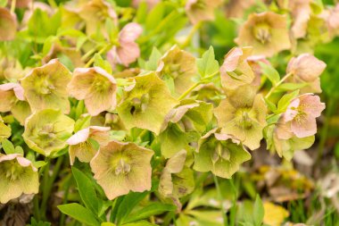 Saint Gallen, İsviçre, 7 Nisan 2024 Helleborus Orientalis veya botanik bahçesindeki gül bitkisi