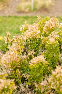 Saint Gallen, İsviçre, 7 Nisan 2024 Ruscus Aculeatus veya botanik bahçesindeki kasap süpürgesi fabrikası