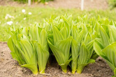 Saint Gallen, İsviçre, 7 Nisan 2024 Veratrum Californicum veya California Nilüfer bitkisi botanik bahçesinde