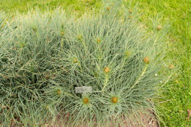 Saint Gallen, İsviçre, 7 Nisan 2024 Asphodeline Lutea veya kralların botanik bahçesindeki mızrak fabrikası