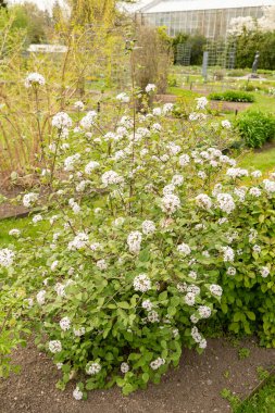 Saint Gallen, İsviçre, 7 Nisan 2024 Viburnum X Juddii bitkisi botanik bahçesinde