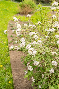 Saint Gallen, İsviçre, 7 Nisan 2024 Viburnum X Juddii bitkisi botanik bahçesinde