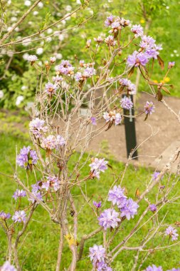 Saint Gallen, İsviçre, 7 Nisan 2024 Rhododendron Russatum veya botanik bahçesindeki mor rhododendron fabrikası