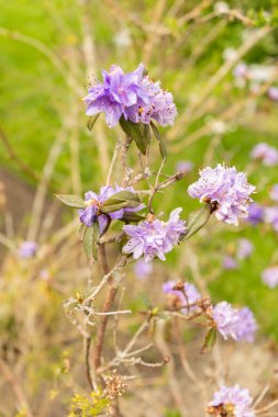 Saint Gallen, İsviçre, 7 Nisan 2024 Rhododendron Russatum veya botanik bahçesindeki mor rhododendron fabrikası