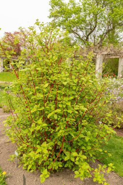 Saint Gallen, İsviçre, 7 Nisan 2024 Cornus Alba veya botanik bahçesindeki Sibirya Dogwood bitkisi