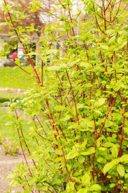 Saint Gallen, İsviçre, 7 Nisan 2024 Cornus Alba veya botanik bahçesindeki Sibirya Dogwood bitkisi